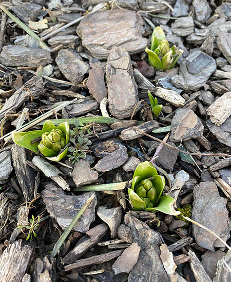 Hyacinths emerging from the ground