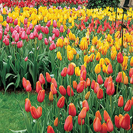 Mayflowering Tulips