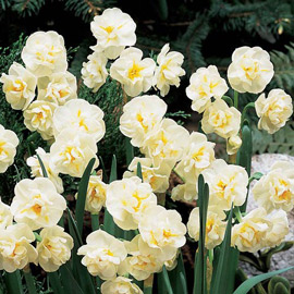 Fragrant Daffodils