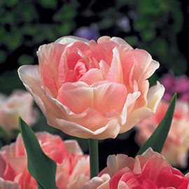Double Flowering Tulips