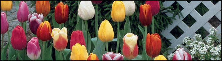 How To: About Bulbs: Overview