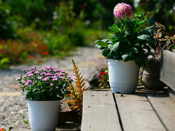 Container Garden Ideas: Best Flowers for Potting