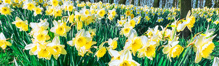 Daffodil videos